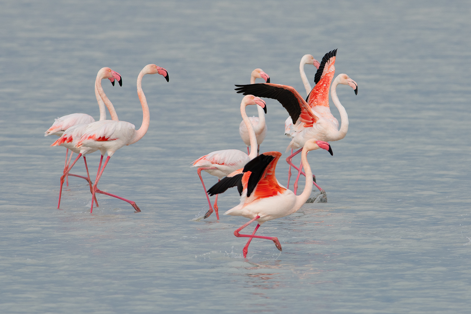 Flamenco