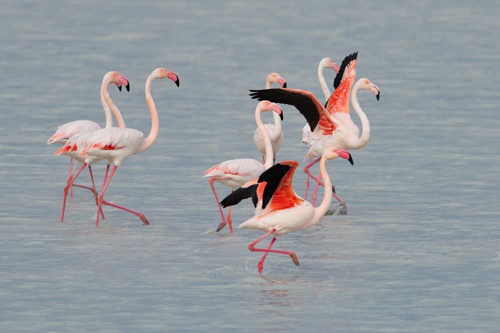 Flamenco