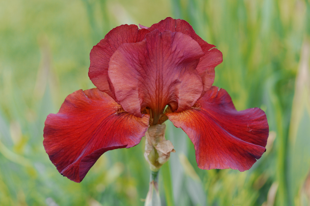 Flamenco