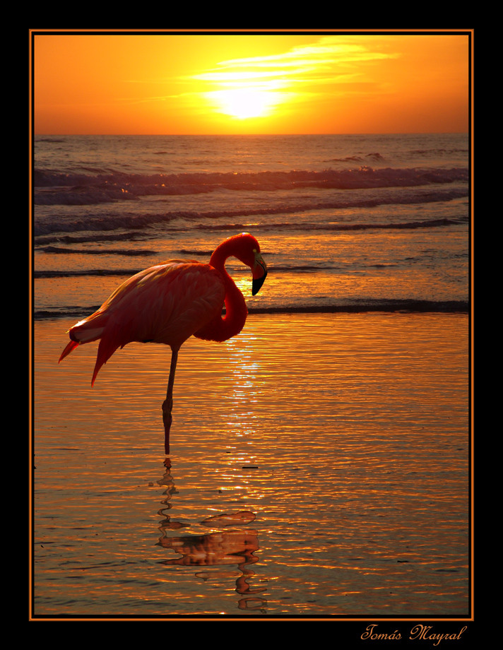 Flamenco al Atardecer