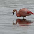 flamenco austral (Phoenicopterus chilensis)