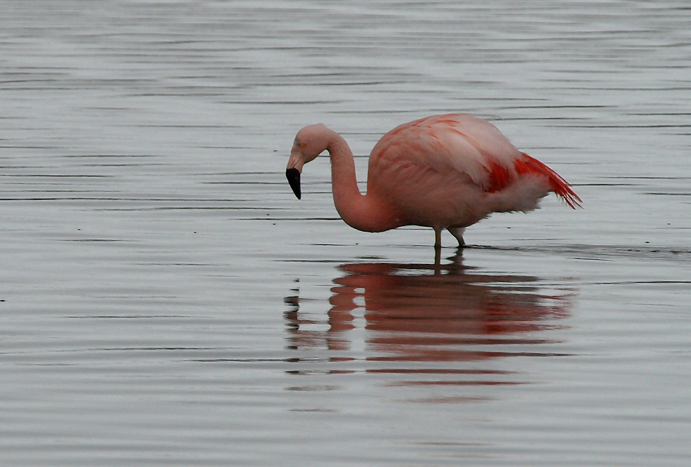 flamenco austral (Phoenicopterus chilensis)