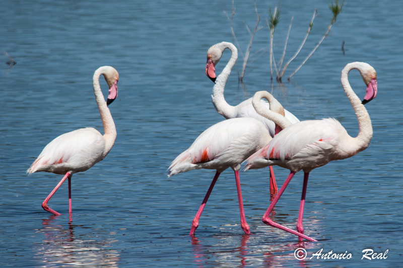 Flamenco Común (Phoenicopterus ruber o roseus)