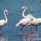 Flamenco Común (Phoenicopterus ruber o roseus)