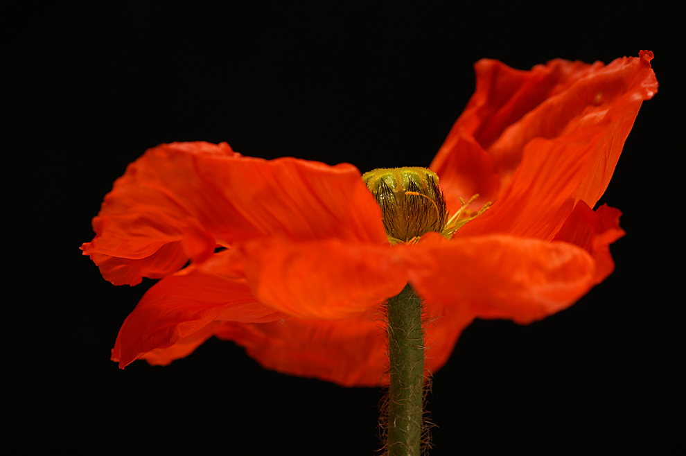 Flamenco Dance