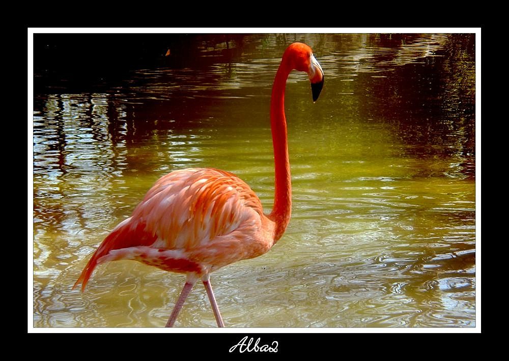 Flamenco de Cuba