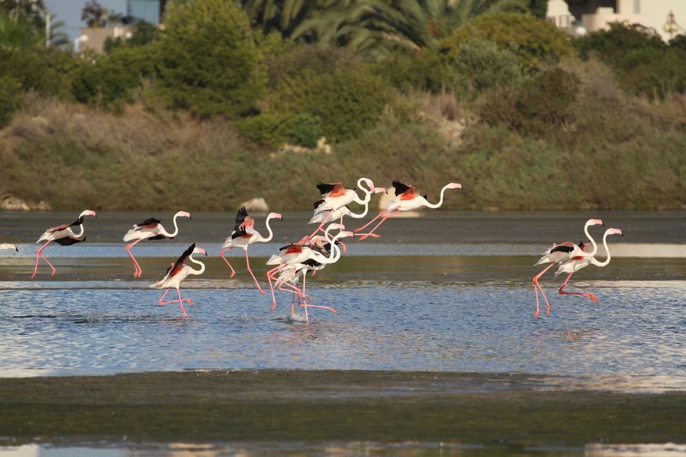 Flamenco-Flamingo