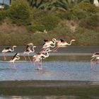 Flamenco-Flamingo