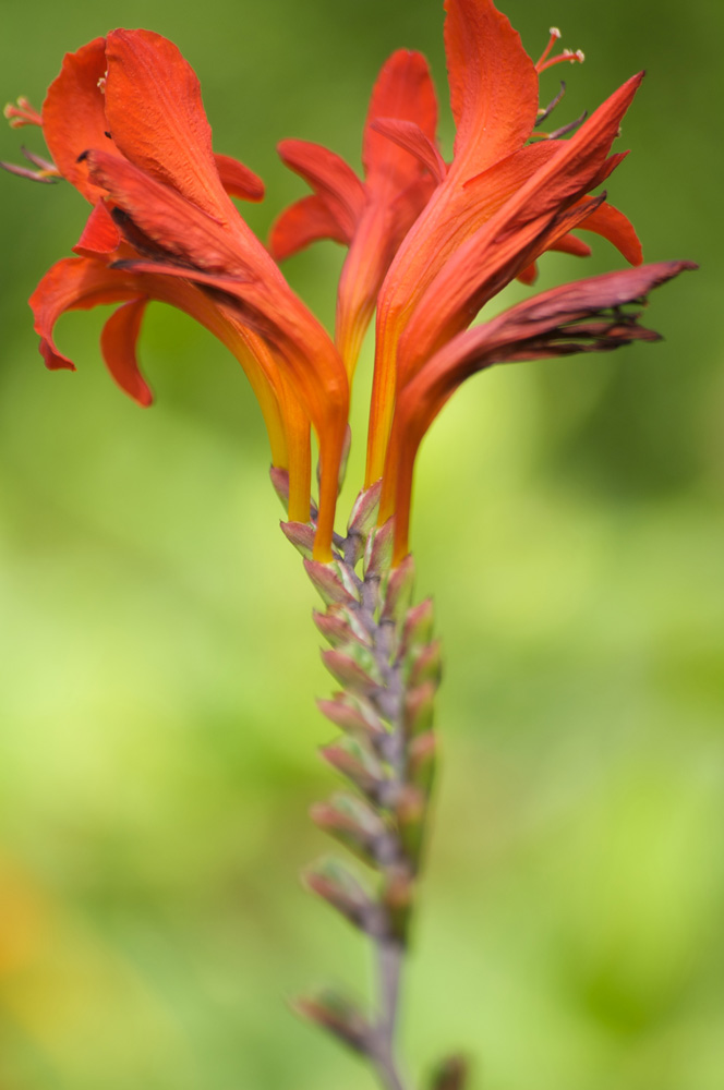 Flamenco floral