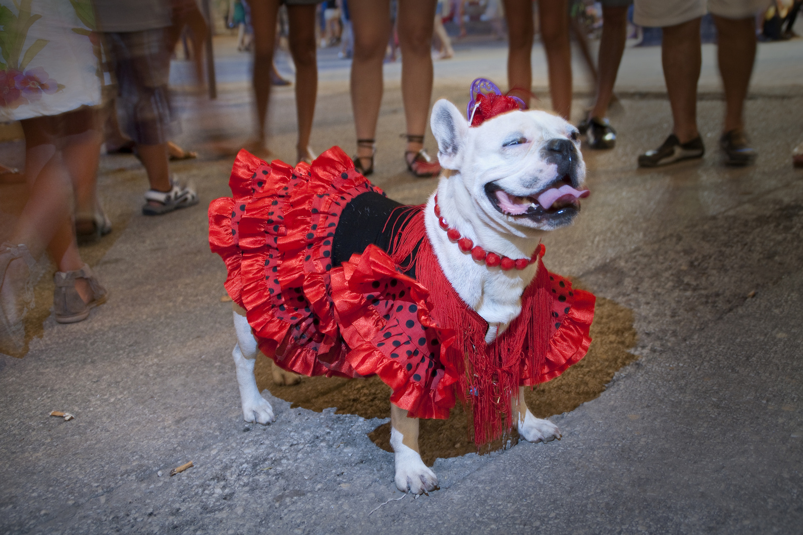 Flamenco Hund