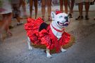 Flamenco Hund von Foto-Fetischistin 