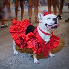 Flamenco Hund