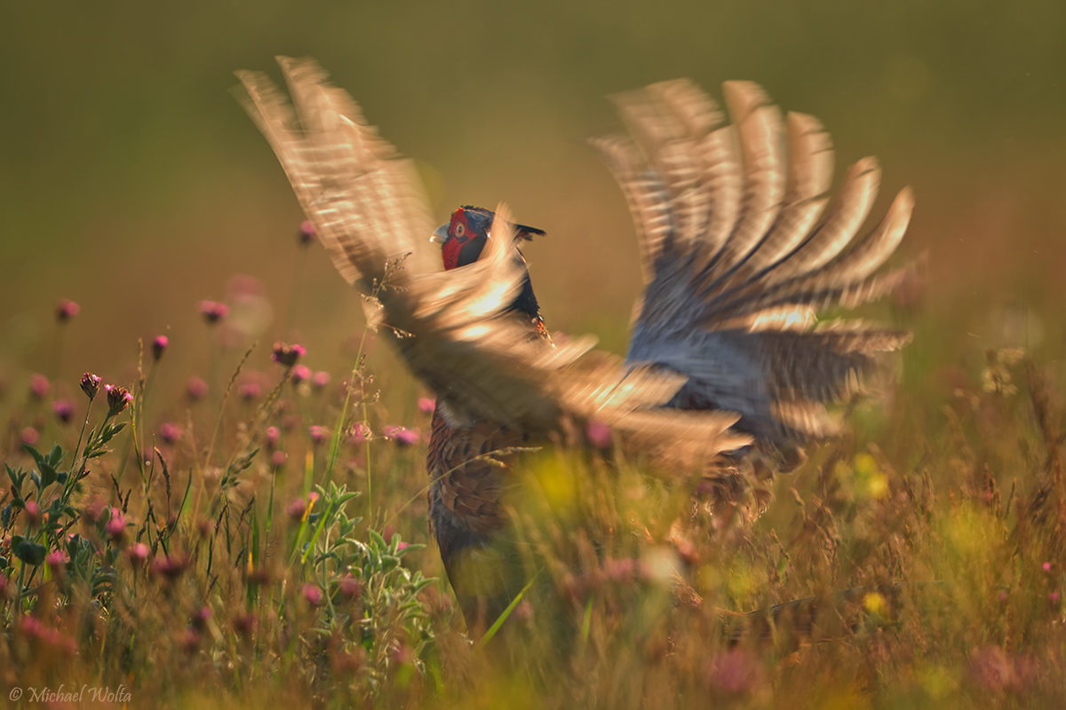 Flamenco in der Wiese