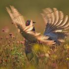 Flamenco in der Wiese