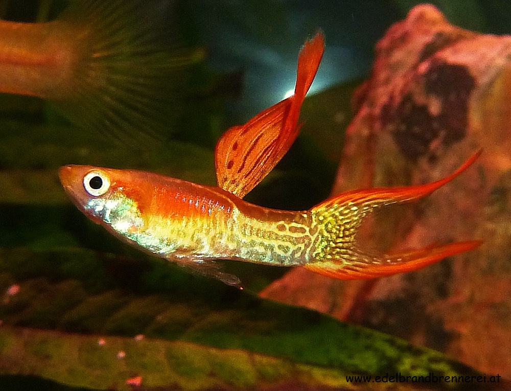 FLAMENCO! - Mein schönster Guppy des Stammes: Blond, Doppelschwert, Filigran (Poecilia reticulata)