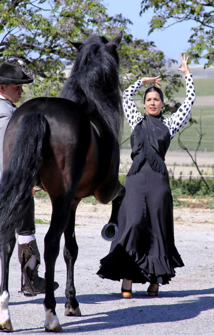 Flamenco mit tanzendem Pferd