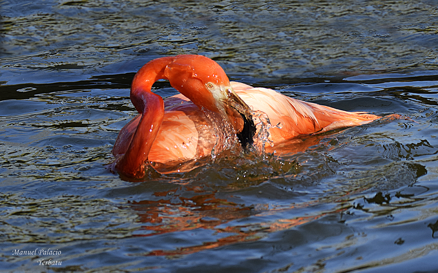 Flamenco - Phoenicopterus