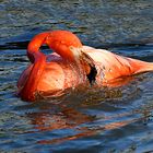 Flamenco - Phoenicopterus