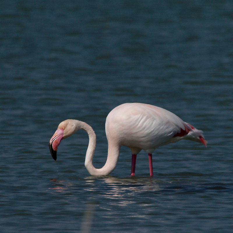 flamenco (Phoenicopterus roseus)