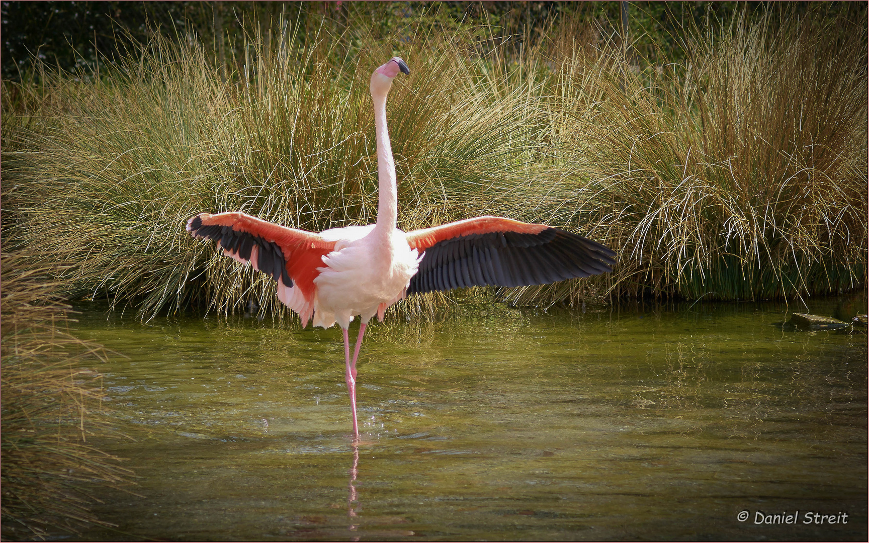 Flamenco tanzender Flamingo