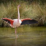 Flamenco tanzender Flamingo