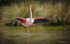 Flamenco tanzender Flamingo