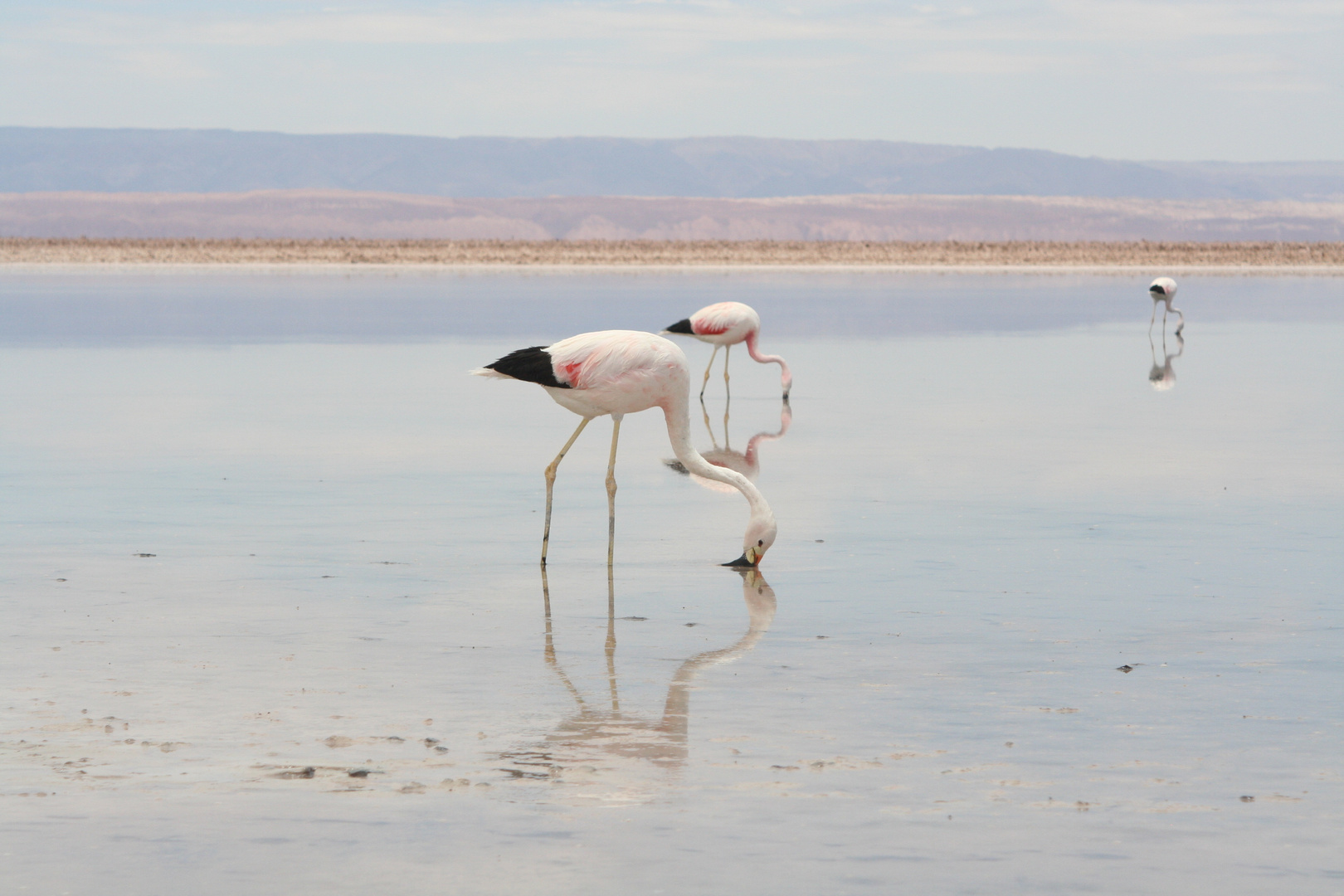 Flamencos