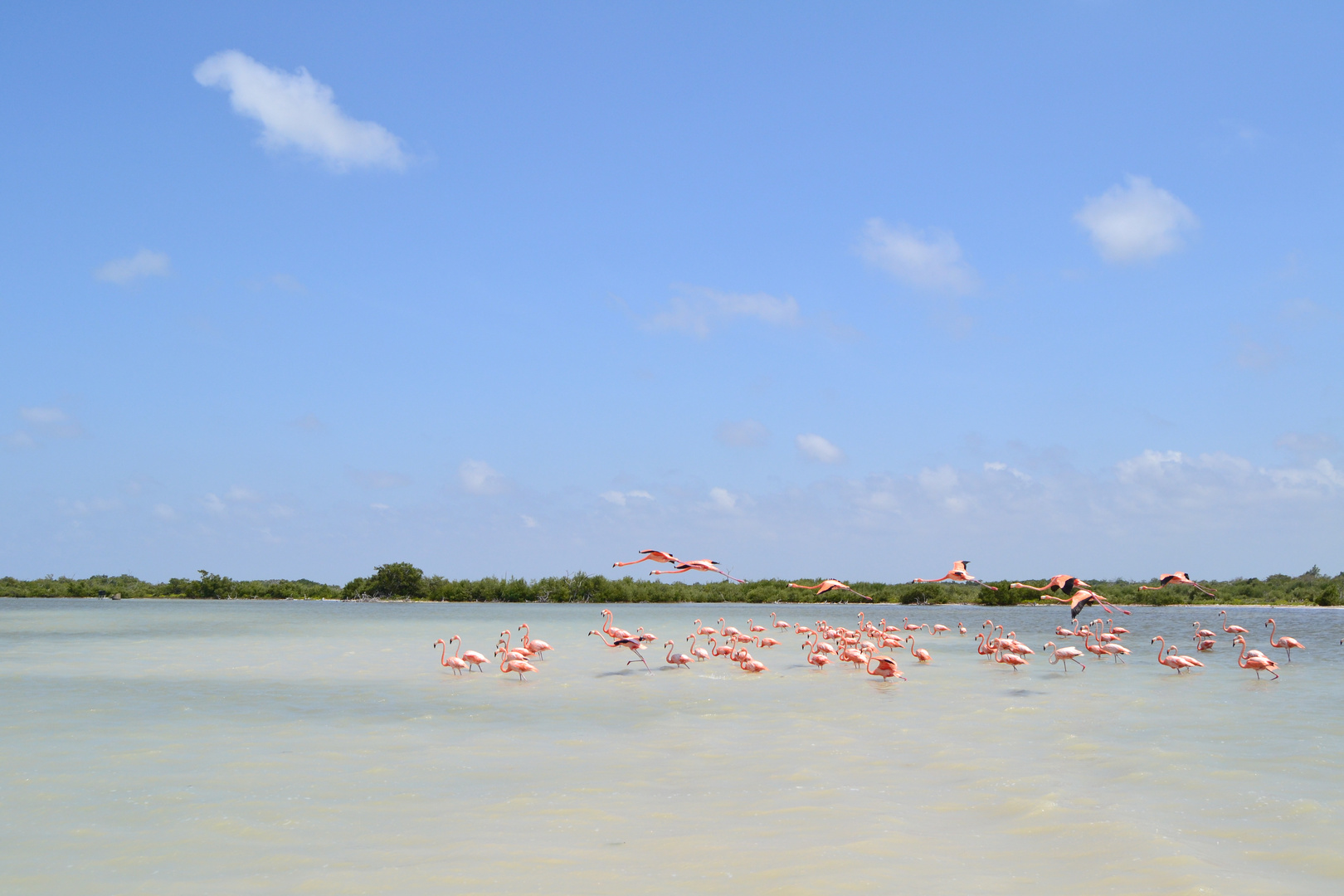 ..........flamencos.........