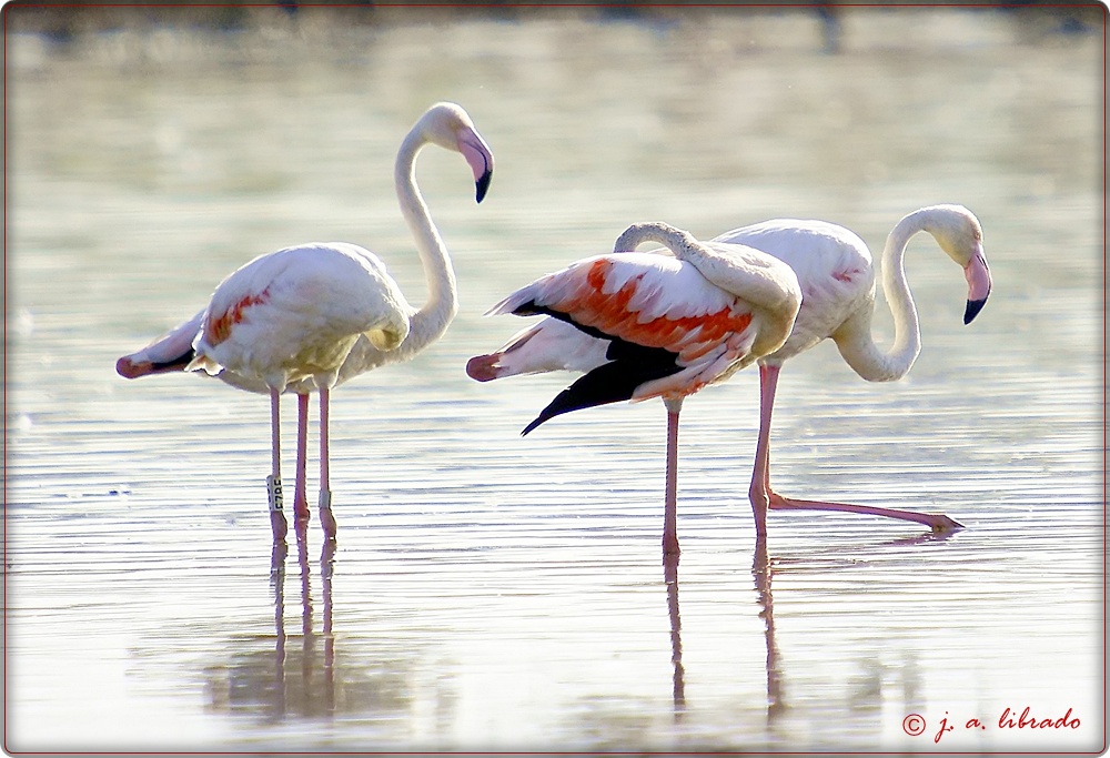 flamencos