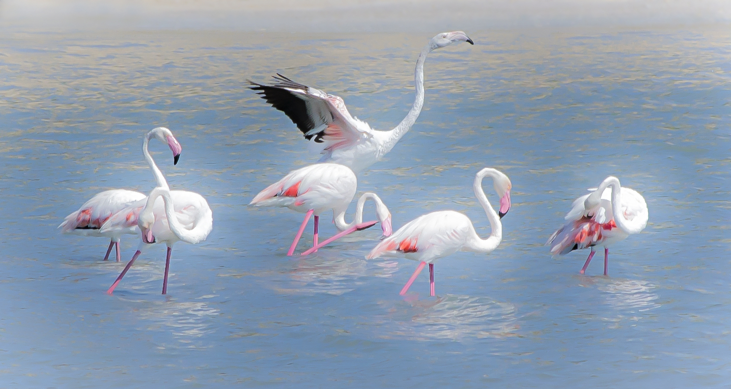 Flamencos