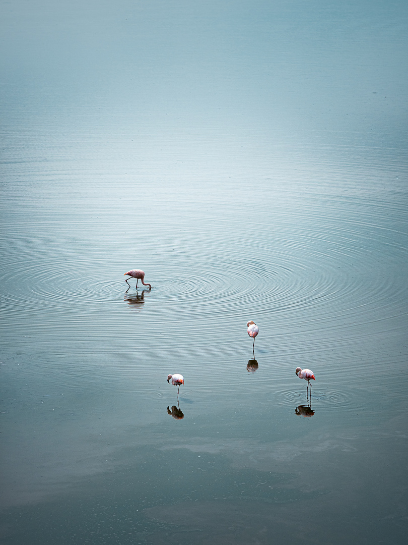 flamencos