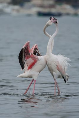 Flamencos