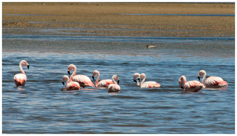 Flamencos