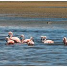 Flamencos