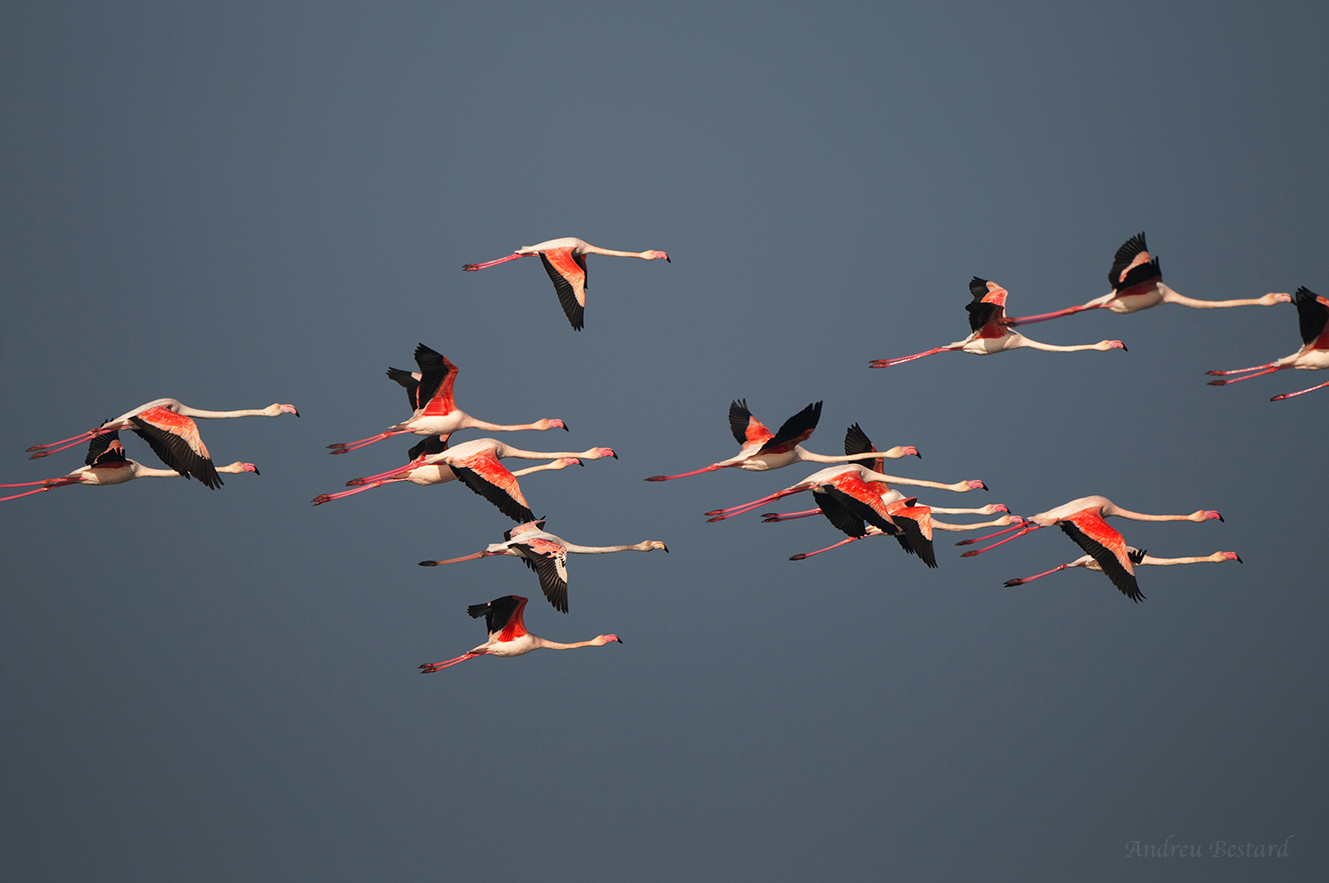 flamencos