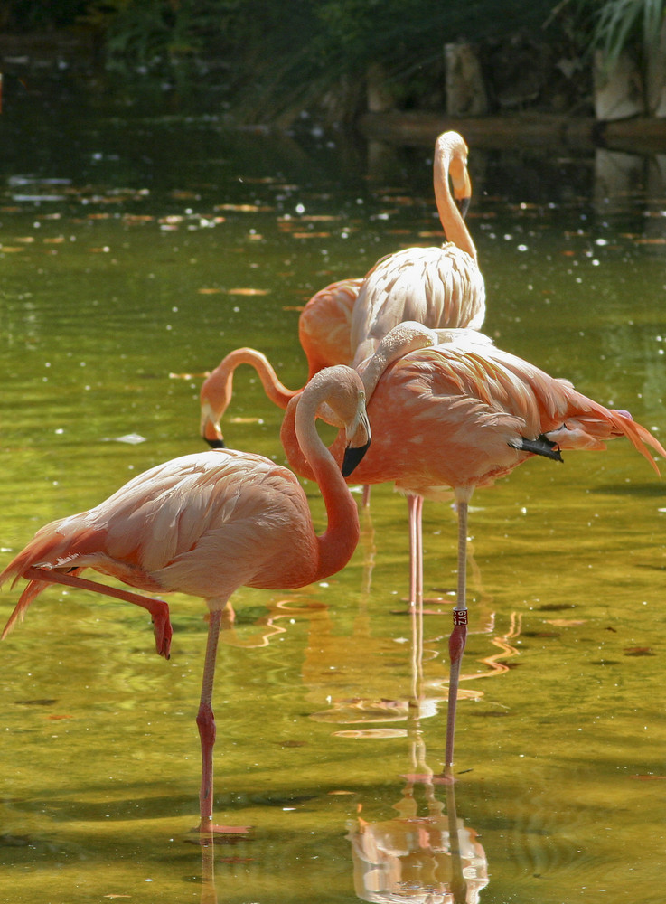 Flamencos