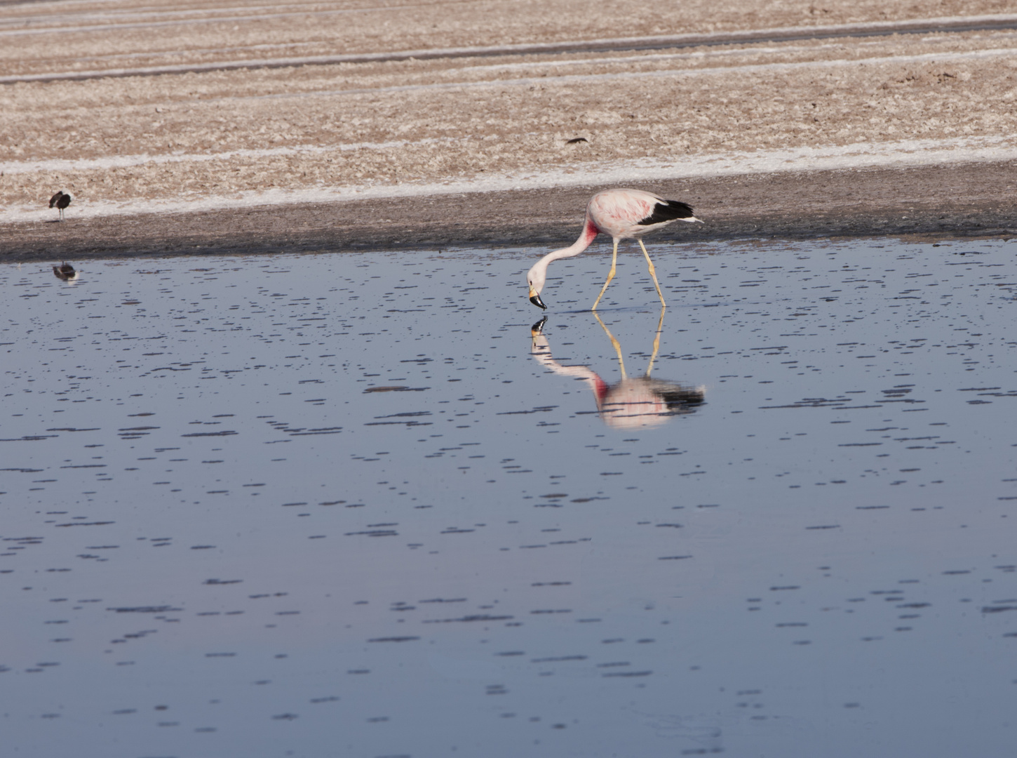 Flamencos