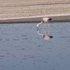 Flamencos