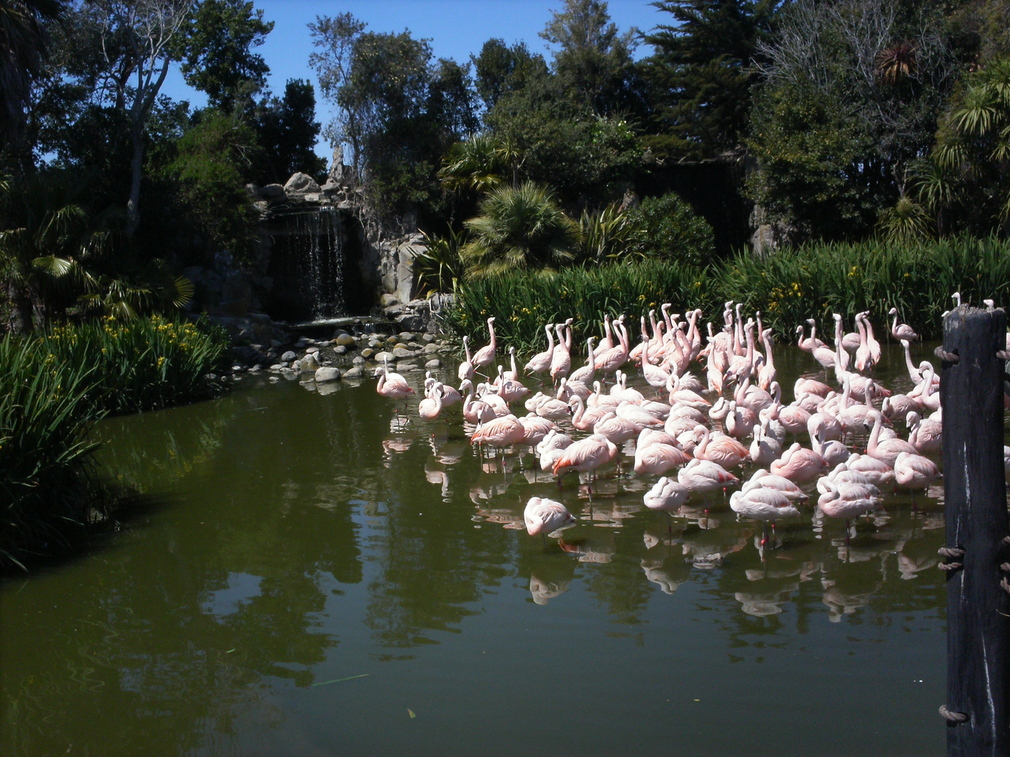 Flamencos