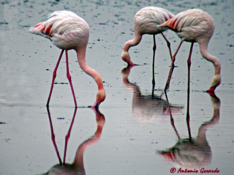 Flamencos