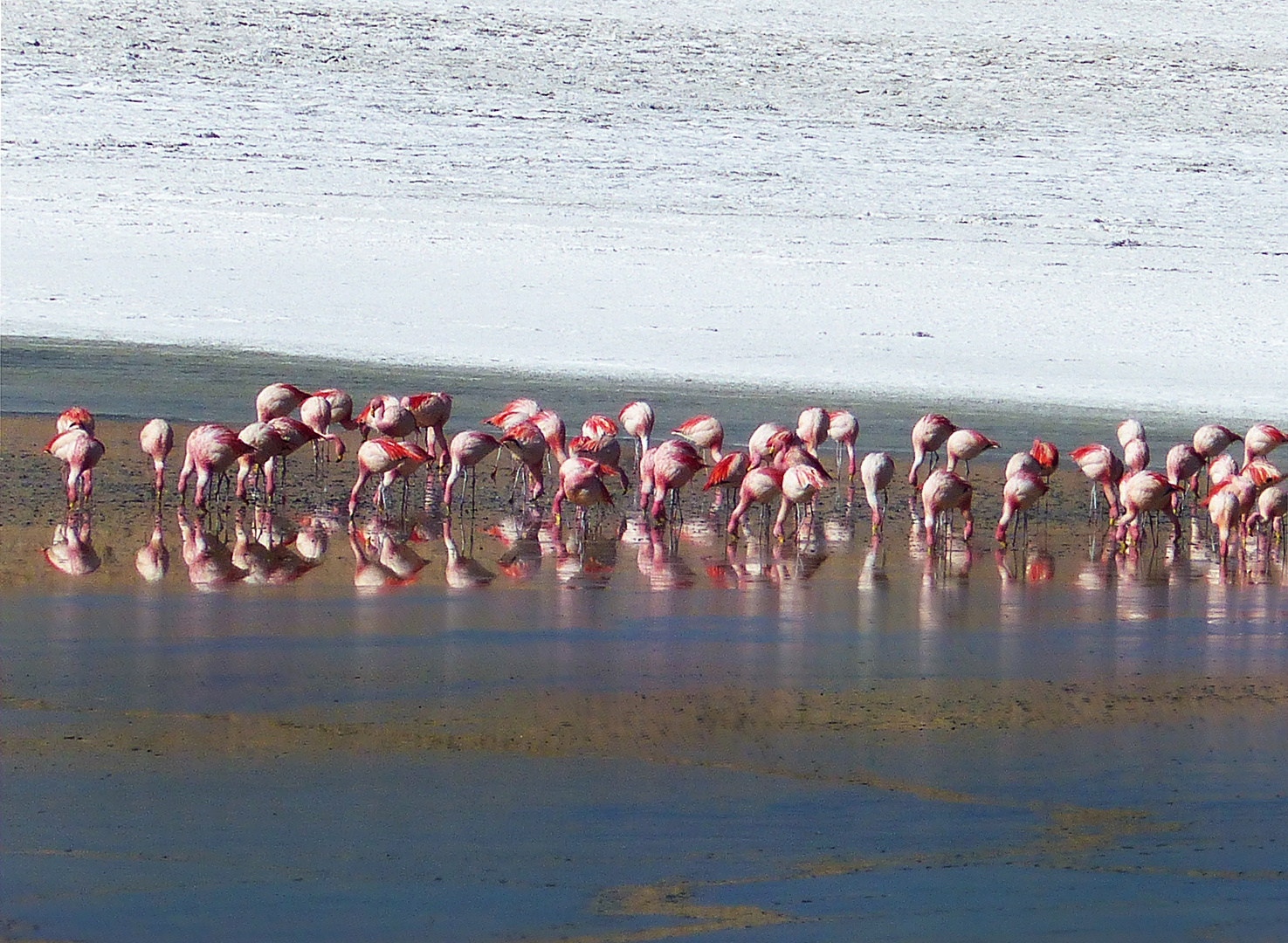 Flamencos