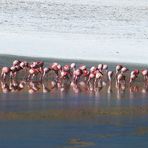 Flamencos