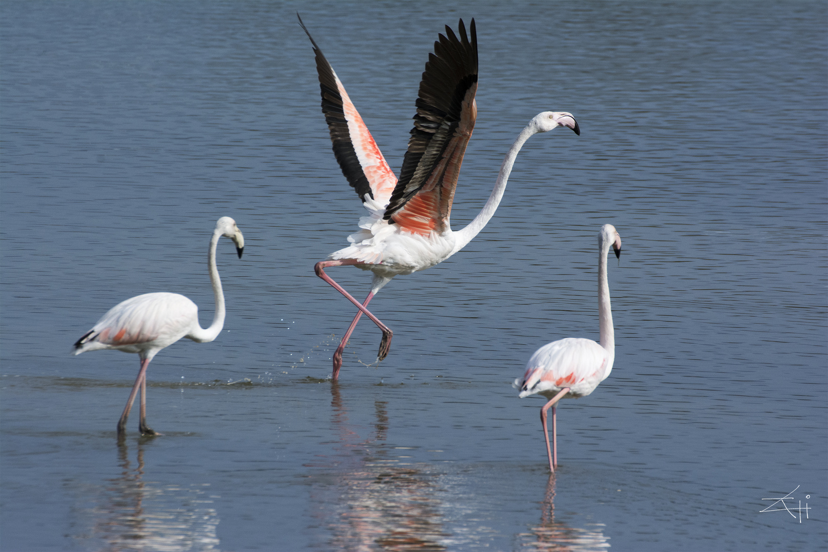 Flamencos