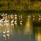 Flamencos al amanecer.