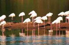 Flamencos al amanecer