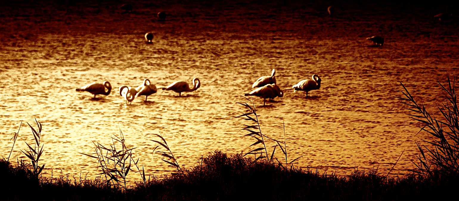 FLAMENCOS AL ATARDECER. DELTA DEL EBRO.