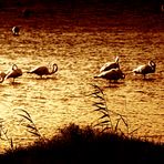 FLAMENCOS AL ATARDECER. DELTA DEL EBRO.