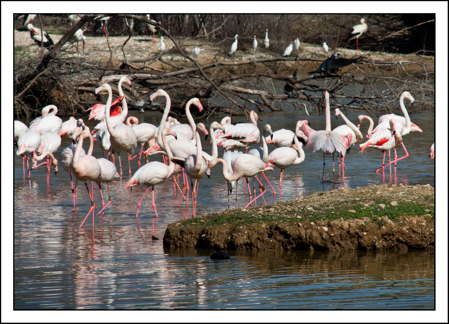 flamencos