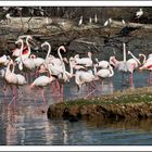 flamencos