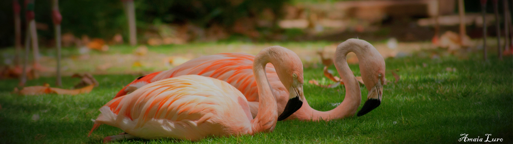 flamencos